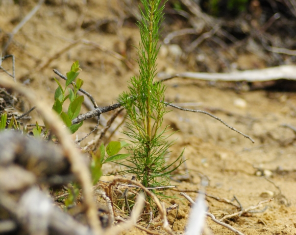 Plant de pin gris dans un terrain scarifié